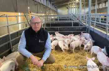 Pig sector urges producers to warn MPs of budget's impact