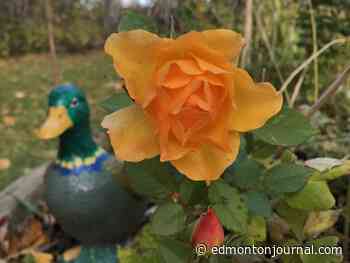 Growing Things: How to prepare roses for winter