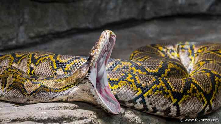 A look at the world's longest snake which measures over 32 feet, a record-breaking slithering serpent
