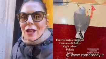 Marina La Rosa soccorre un gabbiano ferito al centro di Roma: "Nessuno volevo aiutarlo"
