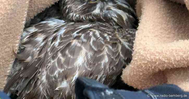 Polizei rettet verletzten Greifvogel auf der Autobahn