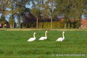 Dirk Draulans over zwanenincident: “Beter onderzoeken in plaats van natuurminnende mensen weg te zetten als idioten”