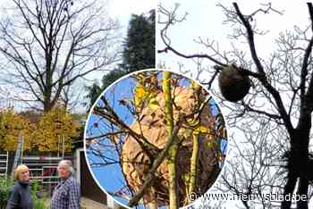 Nest Aziatische hoornaars beroert buurt Kastanjelaan in Sint-Job: “Zonder verdelging zitten we hier volgend jaar met veel meer nesten”