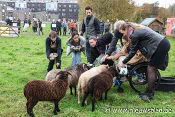 Schapen genieten van wei bij BuSO De Tjalk: “Leuk om een club voor schapendrijven uit te bouwen”