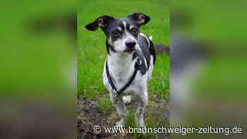 Tierheim Peine sucht Zuhause für charmanten Clown Hippie