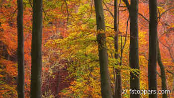 How to Create Order in Chaotic Woodland Shots