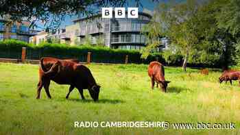 Could Cambridge city cows be on the moo-ve?
