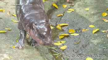 WATCH:  Thailand zoo releases official Moo Deng song