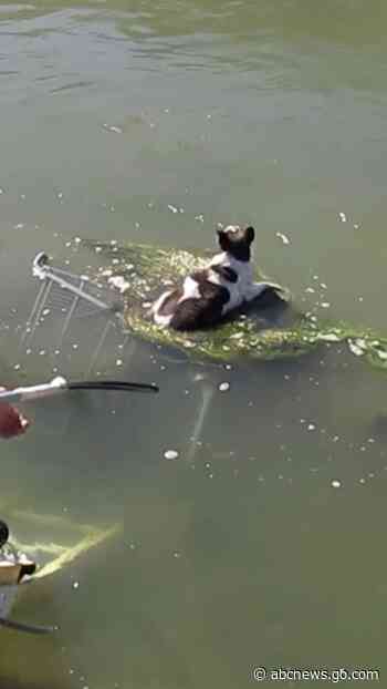 WATCH:  Dog rescued after being found clinging to submerged shopping cart floating in canal