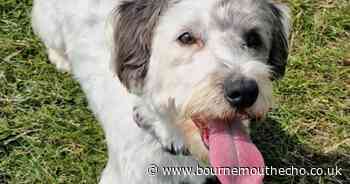 Woman subjected to 'horrific' abuse after creating lost dog posters