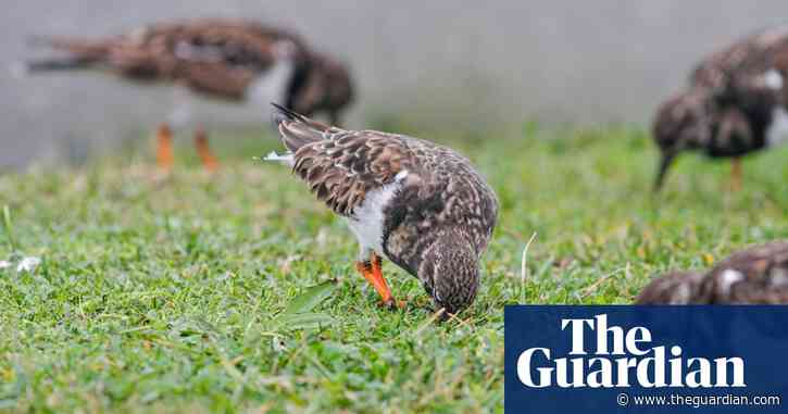 Country diary: Turnstones and beet among the trolleys and bikes | Jennifer Jones