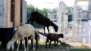 «Niemand wird frieren»: Gazprom stoppt die Lieferung von Erdgas an Österreich