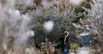 Gute Prognosen für Olivenernte in Spanien und Griechenland