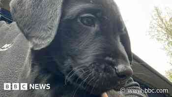 Police puppy named after 'much-loved' officer