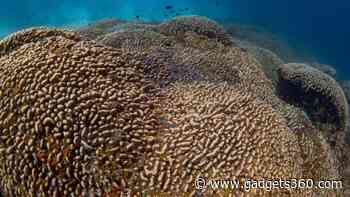 Scientists Discover World's Largest Coral Discovered in Solomon Islands