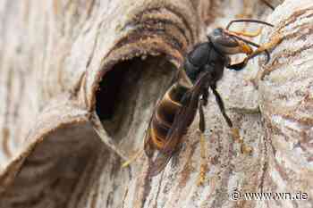 Augen auf im entscheidenden Hornissenjahr 2025