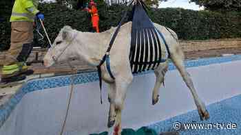 Landwirt Andy stand vor der Tür: Feuerwehr rettet Kuh aus englischem Privatpool