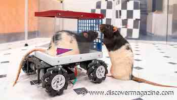 After Teaching Rats To Drive, Neuroscientists Uncovered How Anticipating Joy Can Enhance Life