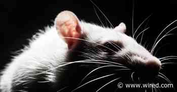 These Rats Learned to Drive—and They Love It