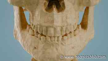 New Child Fossil Teeth Reveal Why Humans Developed an Unusually Long Childhood