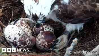 Videos capture ospreys' successful breeding year