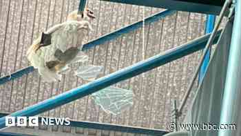 Swan back in river after smashing through skylight