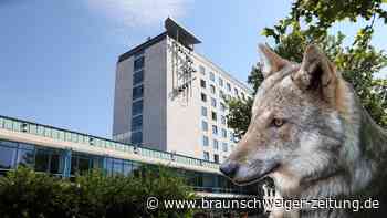 Stadt Wolfsburg kritisiert Wolfsschutz als „zu weitgehend“