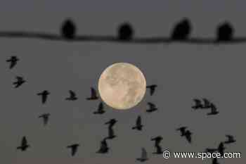 Last supermoon of 2024 wows skywatchers around the world with Full Beaver Moon (photos)