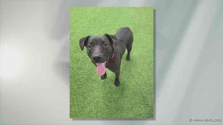 'Chill' Pockets is looking for his forever home