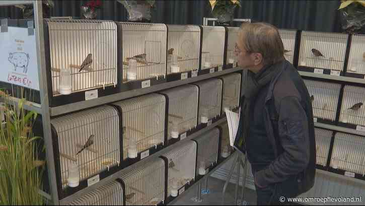 Ens - Van kanaries tot bontgekleurde kromsnavels, de vogelshow in Ens trekt veel belangstelling