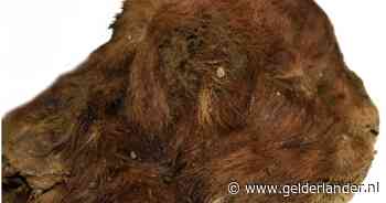 Bijzondere 37.000 jaar oude Sabeltandkitten in permafrost gevonden, zelfs snorharen nog deels in tact