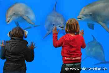 Dolfinarium in Brugge moet uiterlijk tegen 2037 dicht, maar ligt zich niet neer bij beslissing