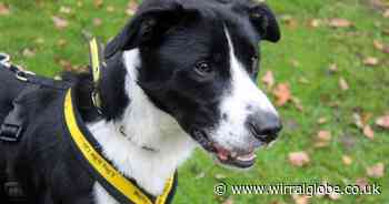 Wirral Globe dog of the week: 'Gorgeous' Clyde needs you