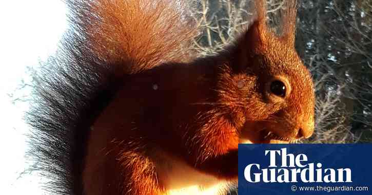 Red squirrels ‘to vanish from England’ unless vaccine against squirrelpox funded