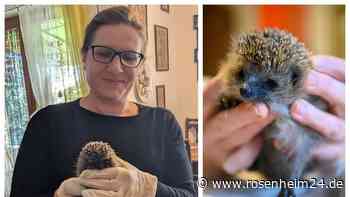 Igel im Überlebenskampf: Wie eine Bruckmühlerin hilft – und warum es oft traurige Momente gibt