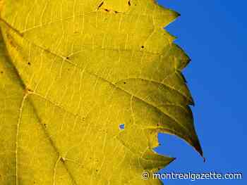 Montreal weather: A fairly pleasant day for mid-November