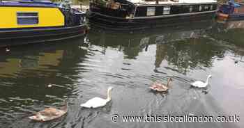 Dozens of swans found dead or 'gasping' for air in Grand Union Canal