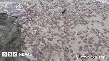 Cold snap could have killed thousands of jellyfish