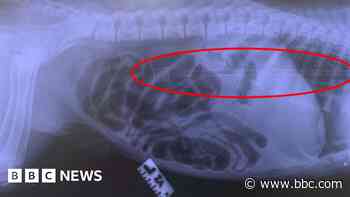 Puppy swallows 20-inch plastic toy arrow