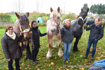 Sint-Elooiviering brengt eerbetoon aan overleden trekpaardenfokker Frans van gehucht Millegem