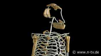 Berühmtestes Fossil der Welt: Entdeckung von Lucy war "wie ein Sechser im Lotto"