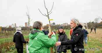 Mehr Bäume für Hannover: Leser feiern erstes Pflanzfest auf dem Kronsberg