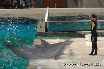 Boudewijn Seapark legt zich niet neer bij verplichte sluiting dolfinarium: “Rapport van de expert is duidelijk”