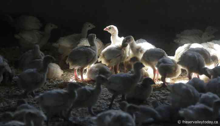 Avian flu detected in additional Abbotsford and Chilliwack flocks: CFIA