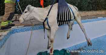 In Pool geplumpst: Feuerwehr rettet trächtige Kuh und ihr Kalb