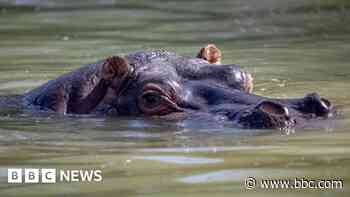 Safari park plans to bring hippos back