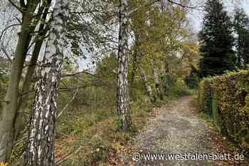 Bauarbeiten am Martinsweg: Am Besebach werden 16 Bäume gefällt