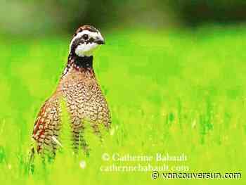 Rare bird heard — and then seen — in Courtenay