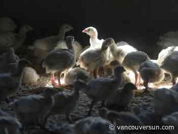 Avian flu detected in additional Abbotsford and Chilliwack flocks: CFIA