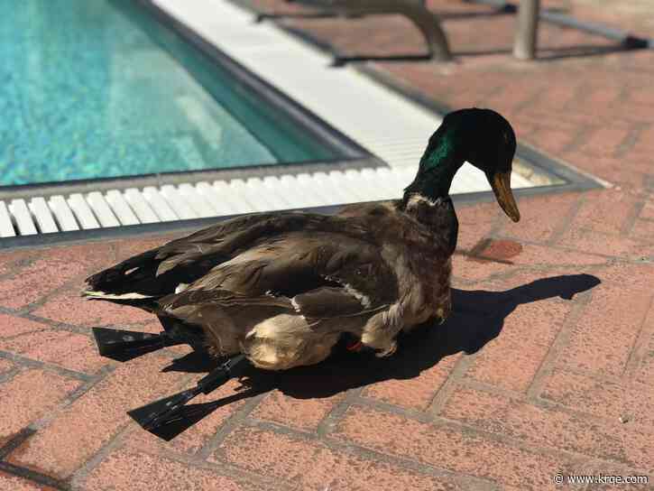 New Mexico Tech continues wildlife research with taxidermy duck drones